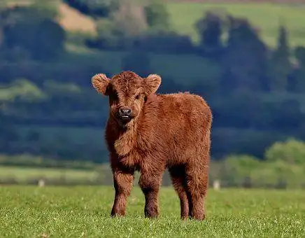 calf, cow, cattle, farm, highland cow