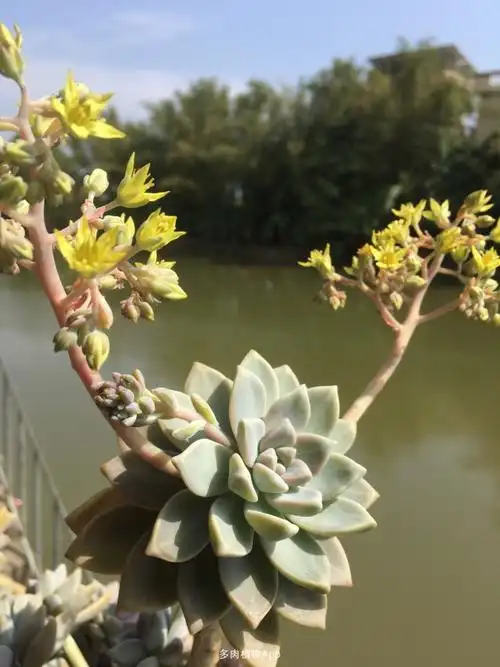 点缀着每一颗形态不一的肉肉^_^ 听说幽灵公主就是淡雪,其实种类自己