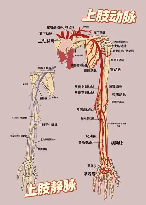 上肢动脉静脉分布图解