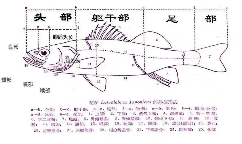 其中圆口纲约73种,软骨鱼纲约800种,硬骨鱼纲约2万种左右.