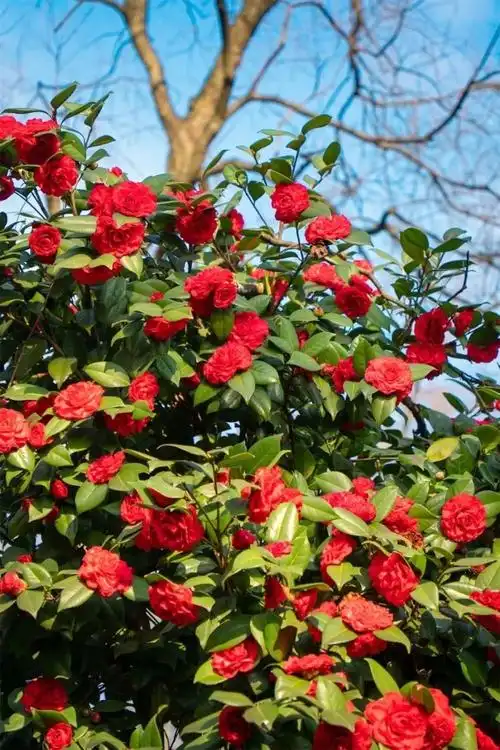 周末放晴,蔡甸300亩山茶花烂漫盛开