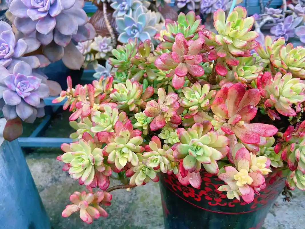 给花友们推荐这款春夏全绿秋冬出锦的叮当锦皮实好养#越看越好看 - 抖