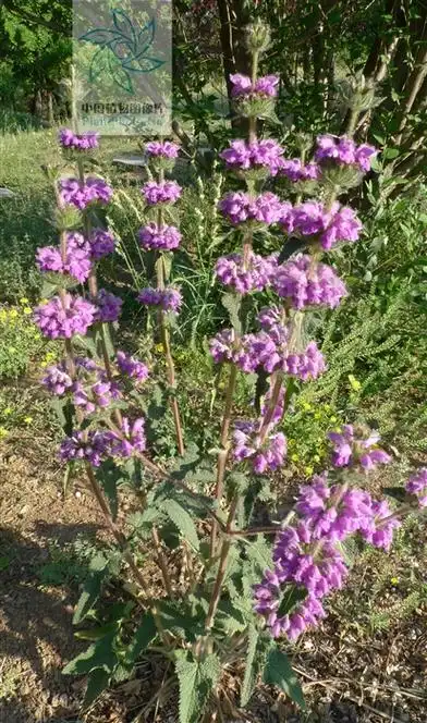 p>串铃草,phlomis mongolica turcz.