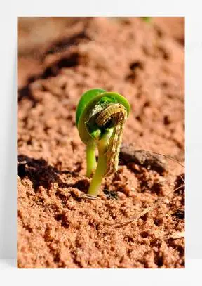 种子破土而出图片