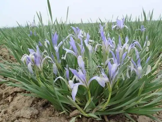 供应 水保护坡 马蔺 别名马莲 马兰 兰花草 净化水自 芽计算图片
