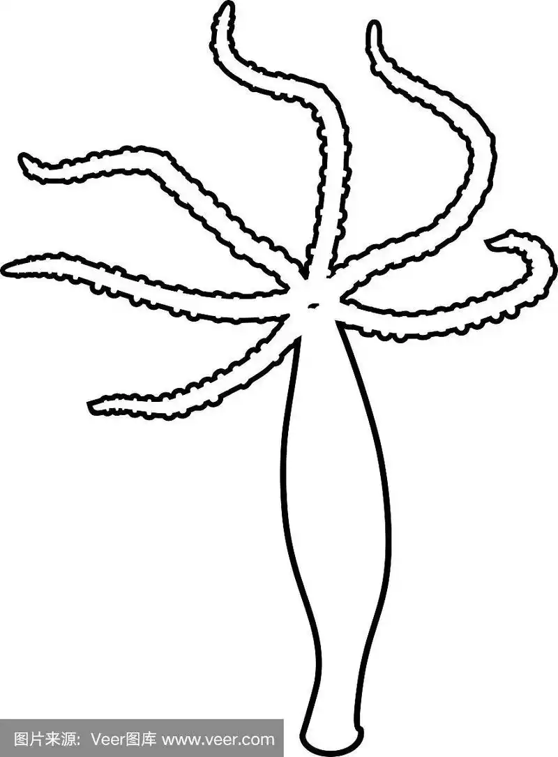 用水螅结构着色页