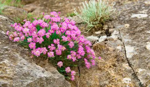 花在石头上图片