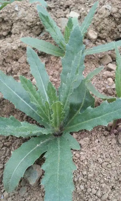 没几个人吃过的野生刺刺菜,不光好吃,还能止血!