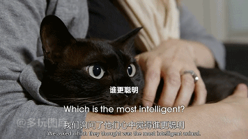 【搞笑gif图】看了好久,这猫头鹰是不是人扮的啊