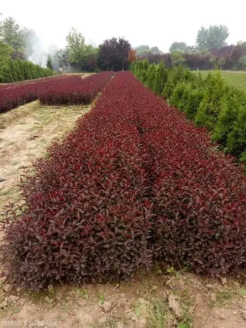 山东紫叶矮樱种植紫叶矮樱种植