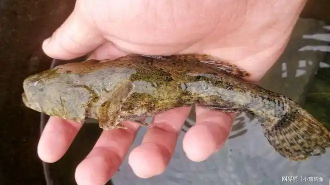 江西吉安的野河中发现罕见的沙塘鳢为何极少有人钓到它