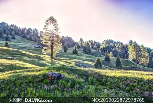 山坡上的树木风景逆光摄影高清图片