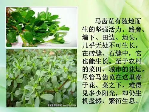 新语文a版语文三年级下册《马齿苋》ppt公开课课件1