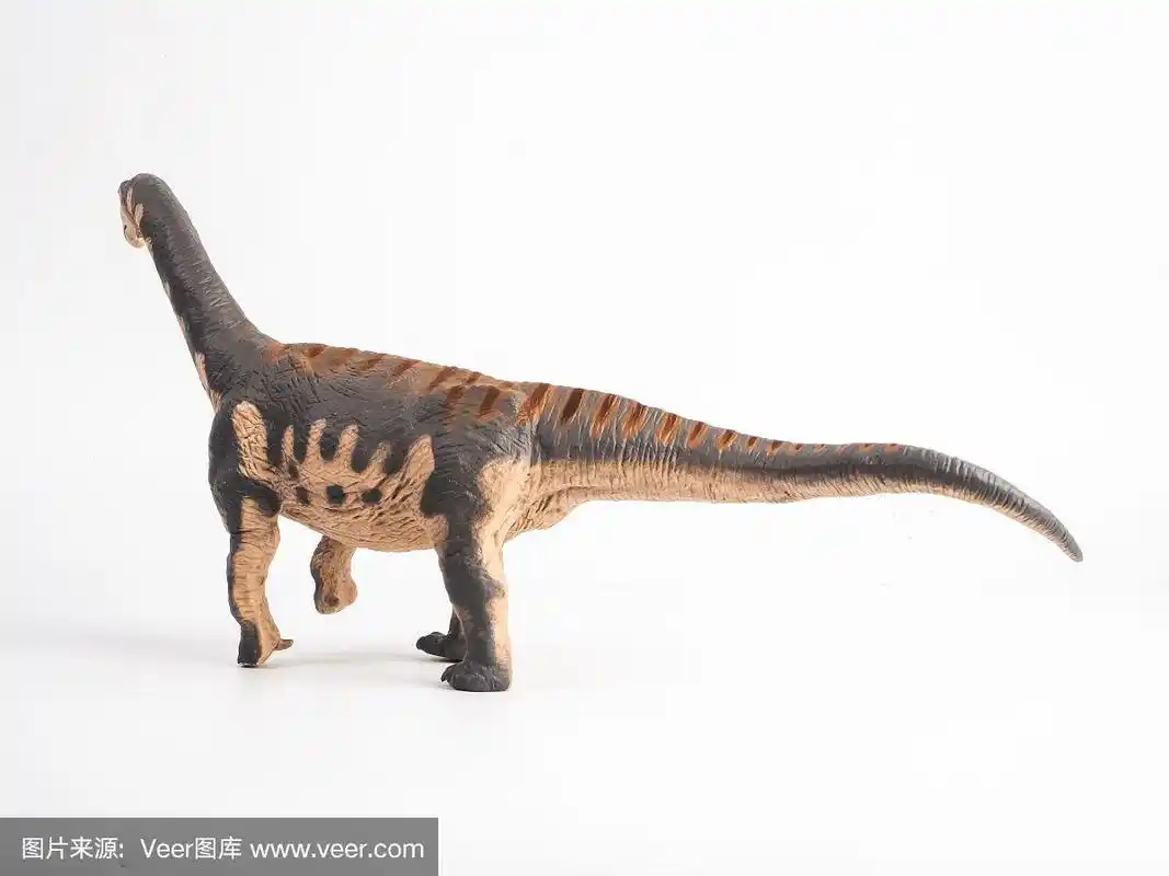 圆顶龙恐龙在白色的背景