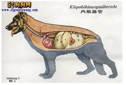 狗狗内脏器官解剖图