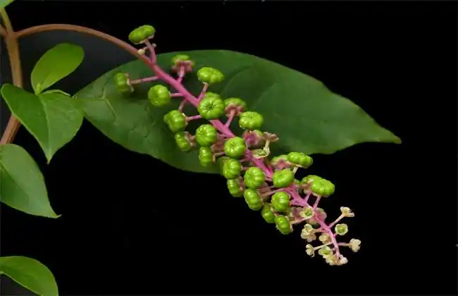很多人将它当做人参误食,这其实是很危险的行为,商陆有两种根系,白根
