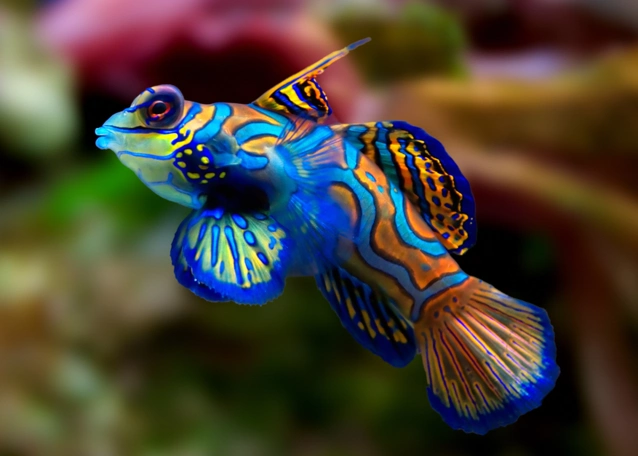 ▍ 花斑连鳍俗称七彩麒麟,是广受欢迎的海水水族箱观赏鱼