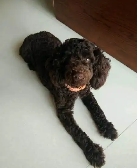 出售咖啡色泰迪健康活泼