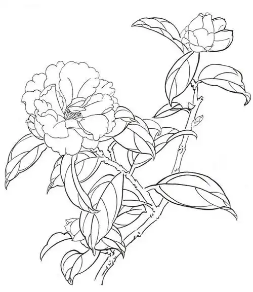 大理茶白描在表现茶花的时候,要表现出整体生动自然的形态,花瓣和叶子