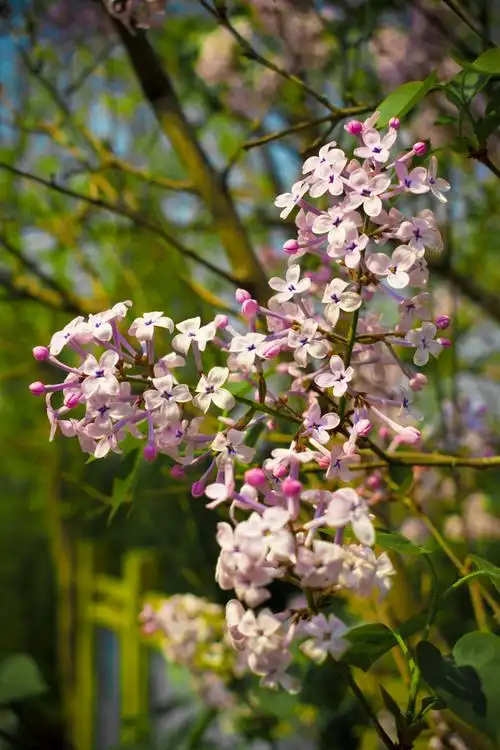 腊山风光,四月迎春拍摄(花),ls后期自然调色!