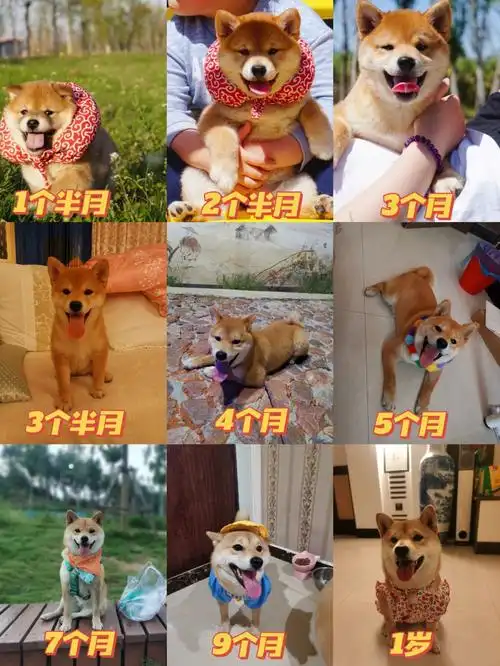166张图看懂柴犬尴尬期