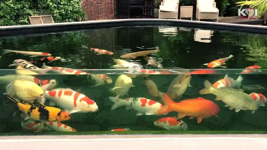 【锦鲤】极简主义后院玻璃锦鲤池