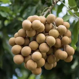 禧利郎龙眼新鲜现货桂圆广东高州石硖储良龙眼当季水果整箱5斤中秋过