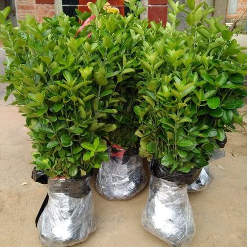 冬青苗绿篱笆耐寒耐热冬青北海道树苗庭院室外珊瑚树大叶黄杨包邮