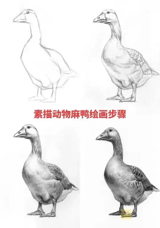 素描动物鸭子绘画步骤 第一步软 - 抖音