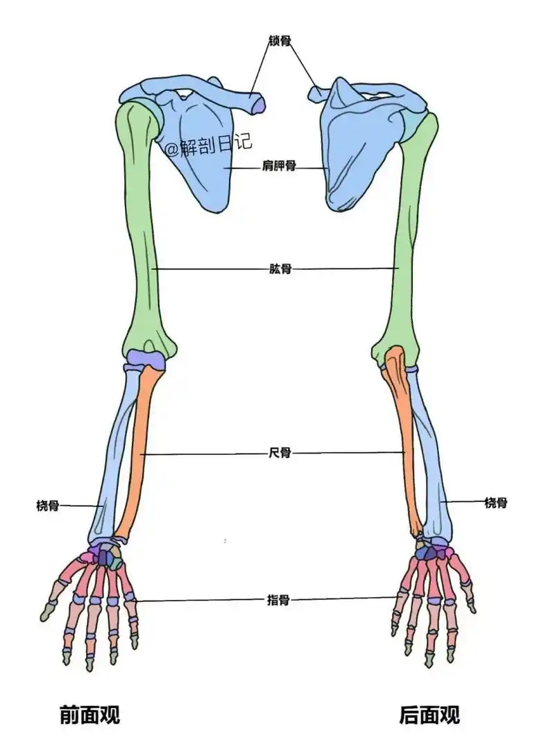 骨总共大约有64块骨头,单侧有32块,主要是由上肢带骨和自由上肢骨构成