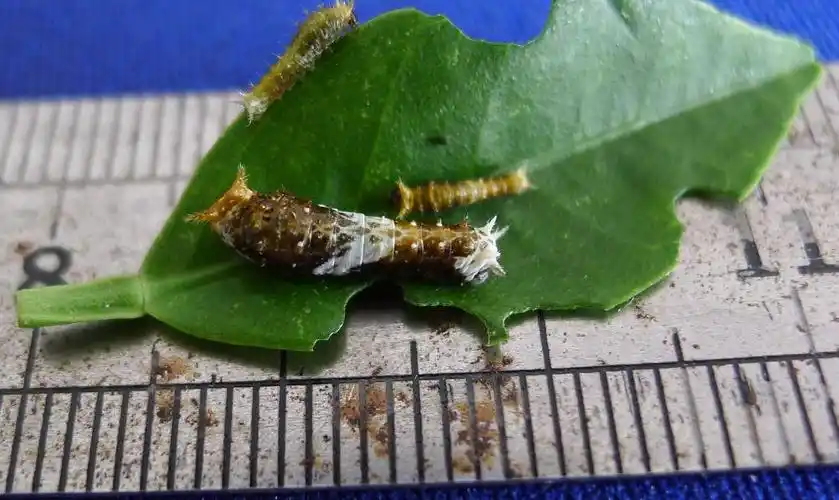 玉带凤蝶的卵和刚孵化的幼虫