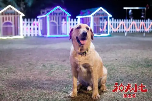 神犬小七3今晚开播神犬英雄联盟热血救援来袭