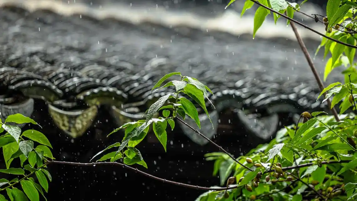 瓦片屋檐雨植物拙政园苏州