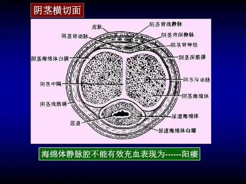 人体构造 06-生殖系统-1ppt