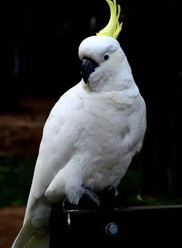 这叫什么鸟,什么品种