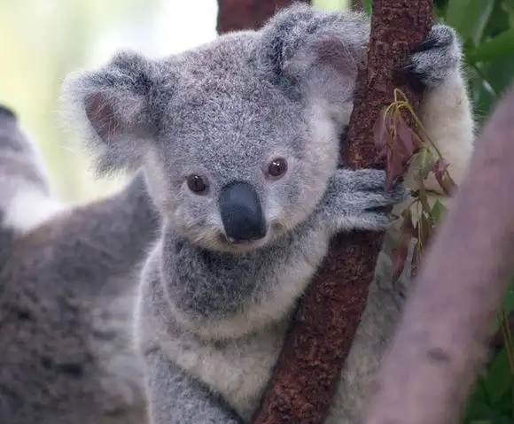10大外国最萌国宝