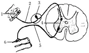 反射弧形成过程模式图简笔画