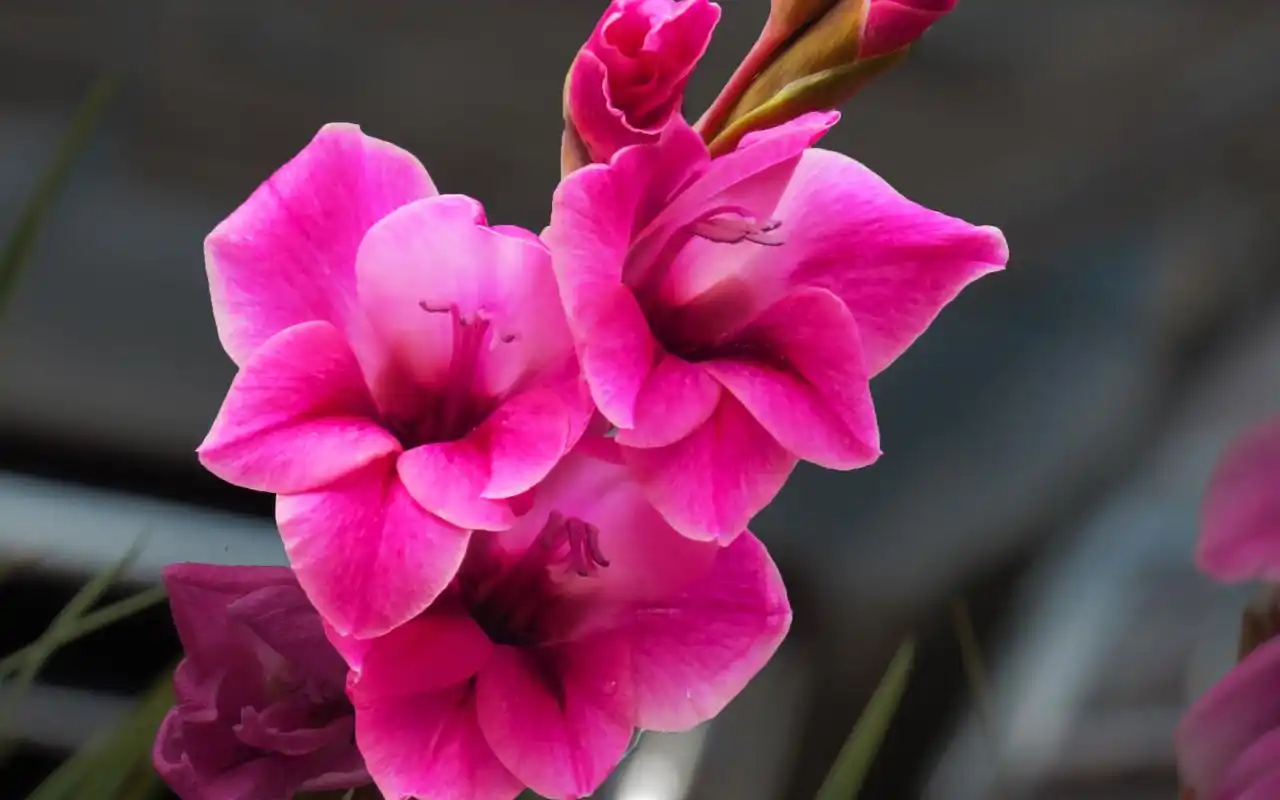 娇艳欲滴的唐菖蒲花唯美摄影图片桌面壁纸