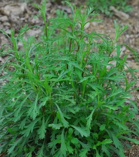 牡蒿:清热,凉血,解毒._腾讯新闻