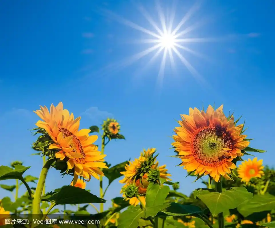 向日葵,白昼,日光,自然美,农业