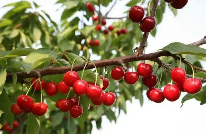 收藏!摘樱桃赏梨花咯,五一成都周边避堵指南来了