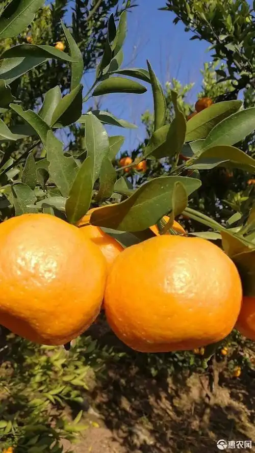 椪柑6.5 - 7cm 3两以上