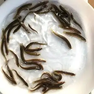 台湾泥鳅苗新鲜泥鳅活体放生宠物鱼苗观赏鱼龙鱼鳄龟泥鳅活体饲