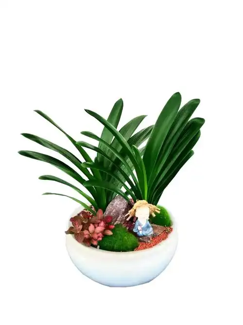 福田梅林办公室绿植租摆个性打造绿色空间品种款式多样图片