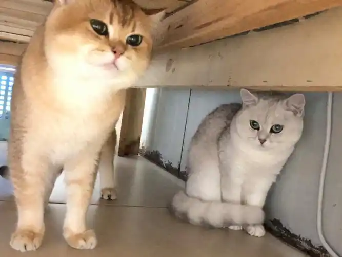 金渐层和银渐层会生出什么样的猫宝宝