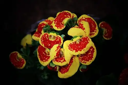 5,花的种类名称及图片?