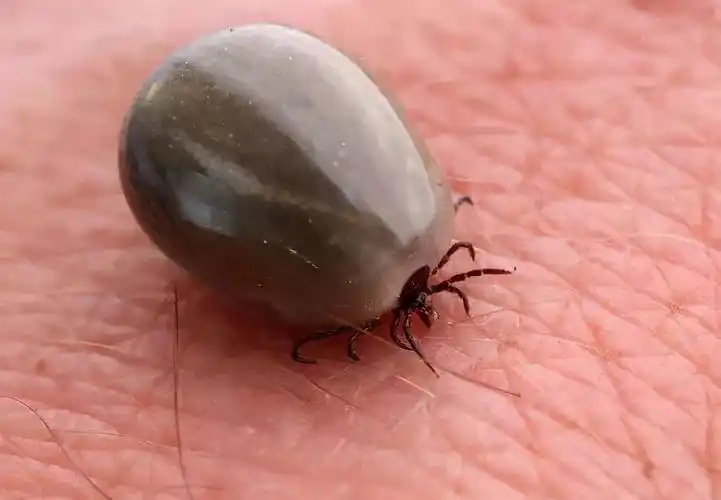 "夺命"蜱虫钻人体内吸血,已致多人死亡,被咬后应该怎么处理?
