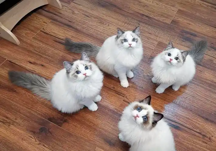 布偶宝宝和美短宝宝找家长啦