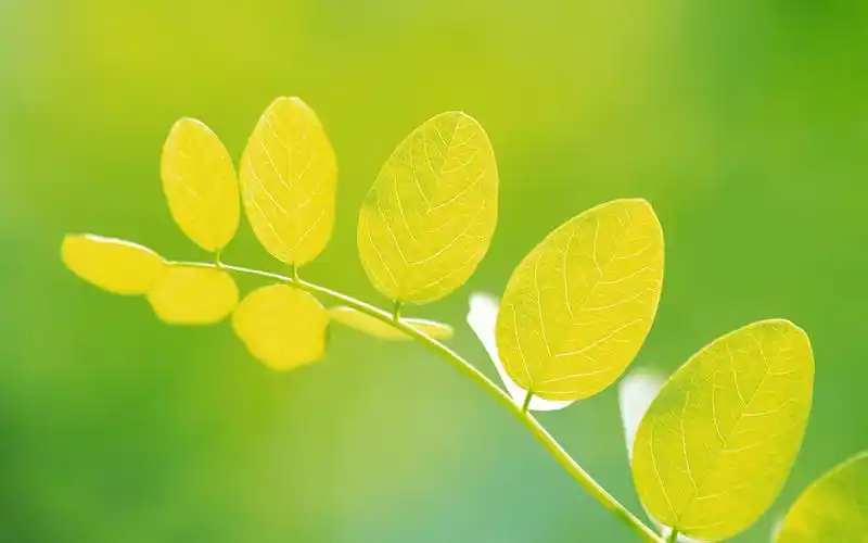 初夏那抹绿意桌面壁纸 > || 更新时间:2015-07-21 颜色分 绿色 关键词