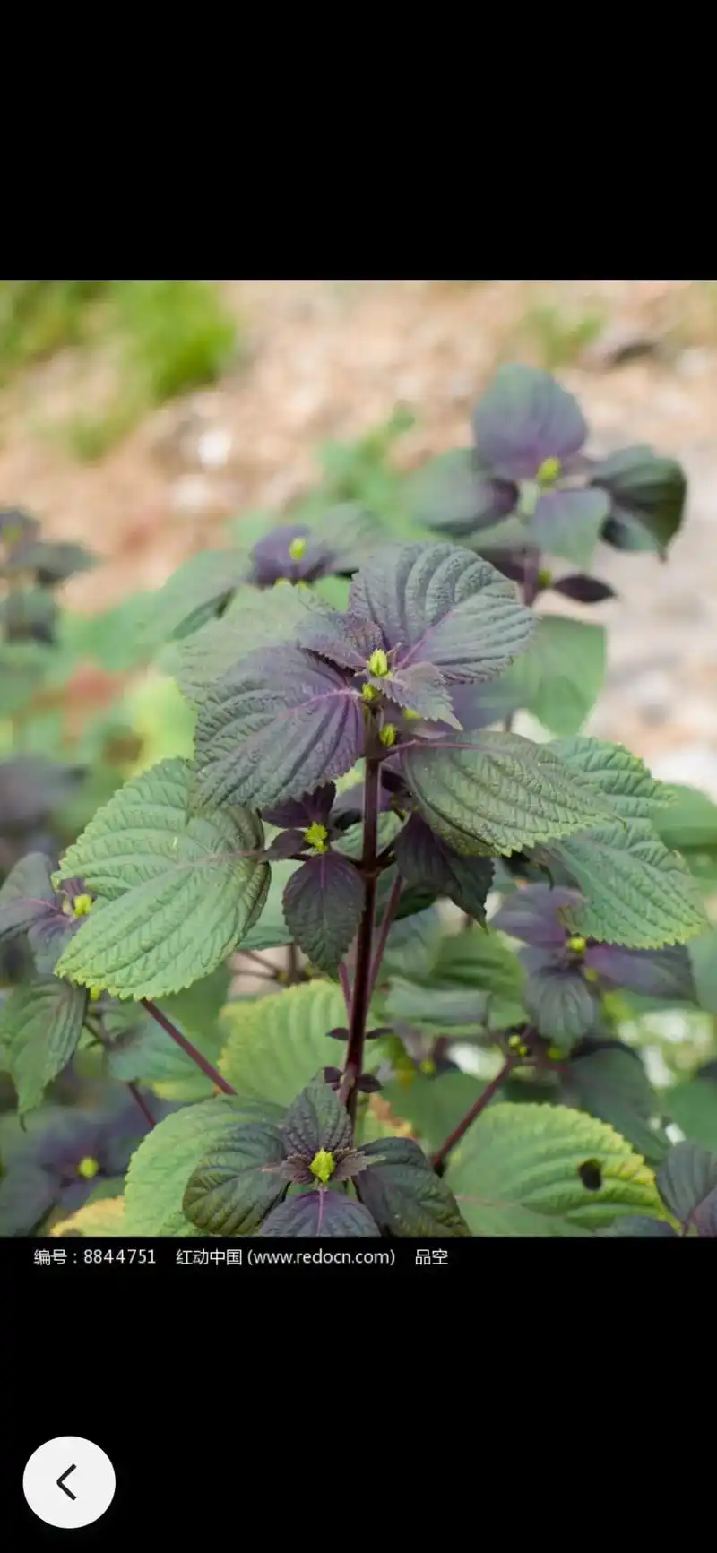 紫苏是很好的调味香料,又是中草药.夏天是祛湿的"黄金期",建 - 抖音